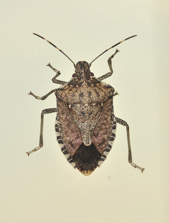 Pentatomidae: Halyomorpha halys - NUOVA PER L''ITALIA